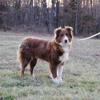 Red Bi Aussie , a female Australian Shepherd for sale in Mountain Grove, MO – Photo 3 of 6
