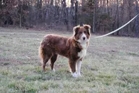ASCA FEMALE, a female Australian Shepherd for sale in Mountain Grove, MO – Photo 1 of 7