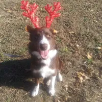 Red Bi Aussie , a female Australian Shepherd for sale in Mountain Grove, MO – Photo 5 of 6