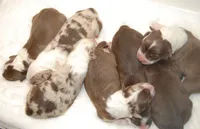 ASCA FEMALE, a female Australian Shepherd for sale in Mountain Grove, MO – Photo 7 of 7