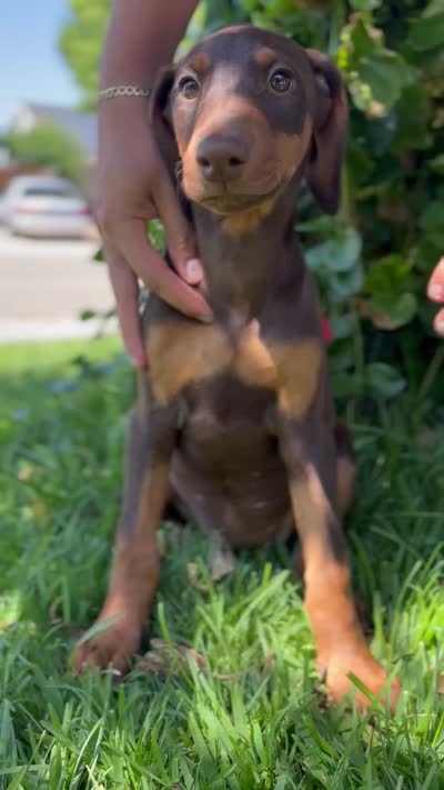 Nova , a female Doberman Pinscher for sale in Lathrop, CA – 2 of 2