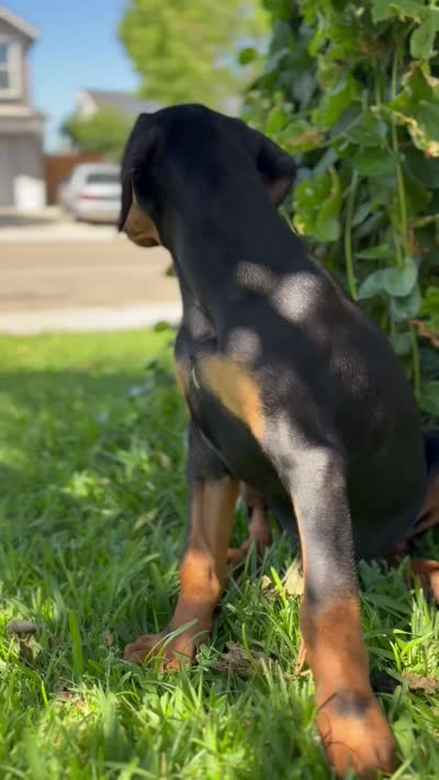 Max, a male Doberman Pinscher for sale in Lathrop, CA – 2 of 2