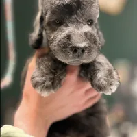 Scrump, a male Bedlington Terrier for sale in Hartwell, GA – Photo 5 of 6