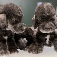 Scrump, a male Bedlington Terrier for sale in Hartwell, GA – Photo 4 of 6