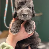 Scrump, a male Bedlington Terrier for sale in Hartwell, GA – Photo 1 of 6