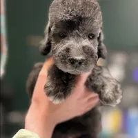 Scrump, a male Bedlington Terrier for sale in Hartwell, GA – Photo 3 of 6