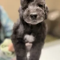 Scrump, a male Bedlington Terrier for sale in Hartwell, GA – Photo 6 of 6