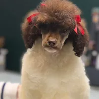 Outlaw, a female Poodle - Standard  for sale in Hartwell, GA – Photo 1 of 2