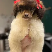 Outlaw, a female Poodle - Standard  for sale in Hartwell, GA – Photo 2 of 2