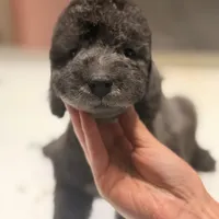 Scramp, a male Bedlington Terrier for sale in Hartwell, GA – Photo 3 of 8