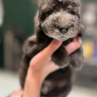 Scramp, a male Bedlington Terrier for sale in Hartwell, GA – Photo 8 of 8