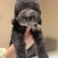 Scramp, a male Bedlington Terrier for sale in Hartwell, GA – Photo 7 of 8