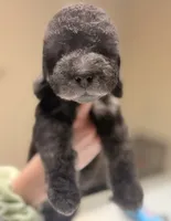 processed/05177ba3-fc76-40b7-b216-c96fab82fbb3/listing/9afd4e77-616b-4c13-944f-e79224969bc1/91bb5272-5f36-4fd5-aee1-59297f52be9e