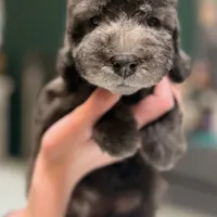 Scramp, a male Bedlington Terrier for sale in Hartwell, GA – Photo 2 of 8