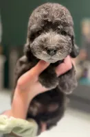 processed/05177ba3-fc76-40b7-b216-c96fab82fbb3/listing/9afd4e77-616b-4c13-944f-e79224969bc1/aa4f6644-3521-4be3-9c06-6e91ea6b11fa