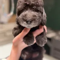 Scramp, a male Bedlington Terrier for sale in Hartwell, GA – Photo 6 of 8