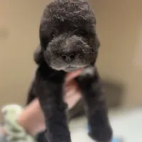 Scramp, a male Bedlington Terrier for sale in Hartwell, GA – Photo 1 of 8