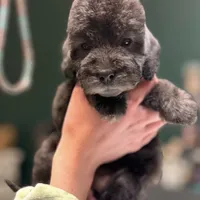 Scrimp, a female Bedlington Terrier for sale in Hartwell, GA – Photo 5 of 8