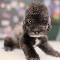 Scrimp, a female Bedlington Terrier for sale in Hartwell, GA – Photo 7 of 8