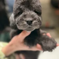 Scrimp, a female Bedlington Terrier for sale in Hartwell, GA – Photo 6 of 8