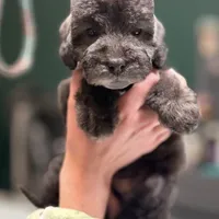 Scrimp, a female Bedlington Terrier for sale in Hartwell, GA – Photo 2 of 8