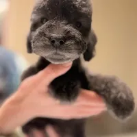 Scrimp, a female Bedlington Terrier for sale in Hartwell, GA – Photo 4 of 8