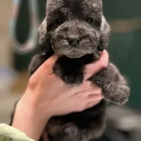 Scrimp, a female Bedlington Terrier for sale in Hartwell, GA – Photo 1 of 8