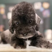 Scrimp, a female Bedlington Terrier for sale in Hartwell, GA – Photo 3 of 8