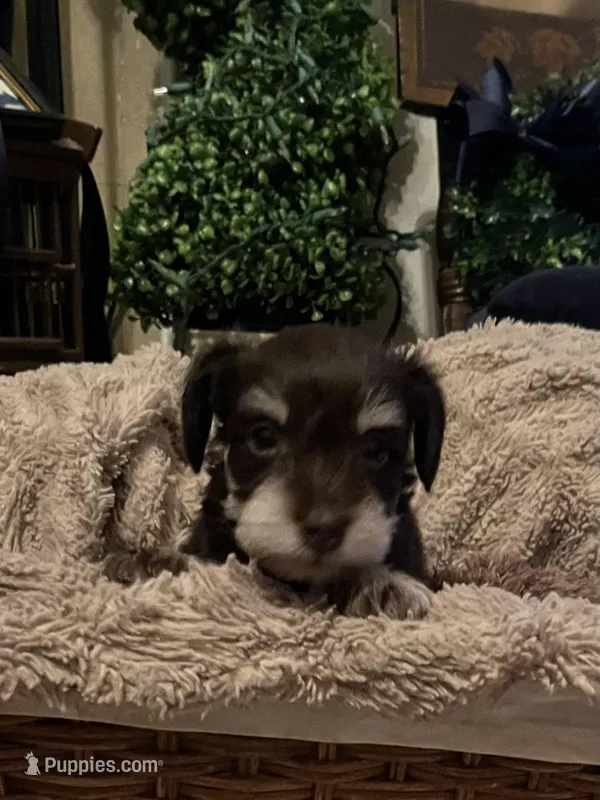 Cesar  – Miniature Schnauzer puppy for sale in Lexington, SC