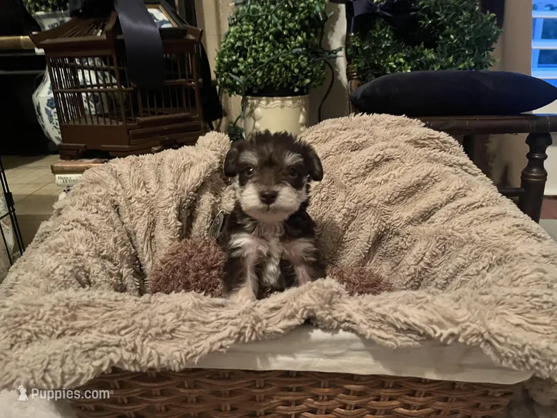 Blue eyes – Miniature Schnauzer puppy for sale in Lexington, SC