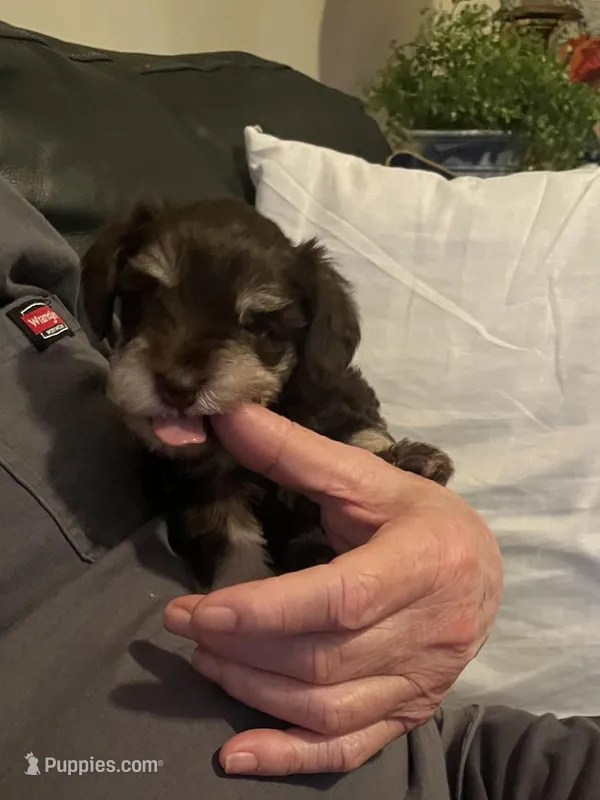 Louigi – Miniature Schnauzer puppy for sale in Lexington, SC