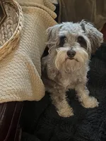 Louigi, a male Miniature Schnauzer for sale in Lexington, SC – Photo 2 of 3