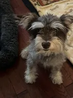 Louigi, a male Miniature Schnauzer for sale in Lexington, SC – Photo 3 of 3