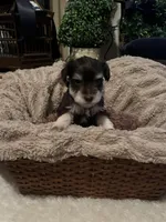 Koda, a male Miniature Schnauzer for sale in Lexington, SC – Photo 1 of 3