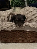 Smoke , a male Miniature Schnauzer for sale in Lexington, SC – Photo 1 of 3