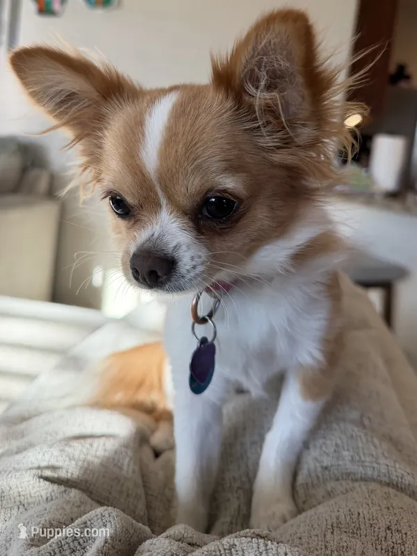 Luna – Chihuahua puppy for sale in Tucson, AZ