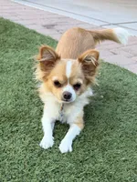 Luna, a female Chihuahua for sale in Tucson, AZ – 5 of 8