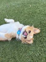 Luna, a female Chihuahua for sale in Tucson, AZ – 7 of 8