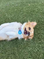 Luna, a female Chihuahua for sale in Tucson, AZ – 8 of 8