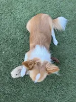 Luna, a female Chihuahua for sale in Tucson, AZ – 4 of 8