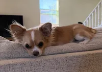 Luna, a female Chihuahua for sale in Tucson, AZ – 3 of 8