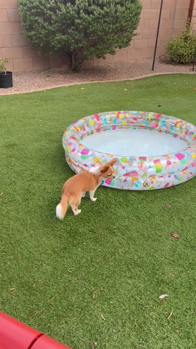 Luna, a female Chihuahua for sale in Tucson, AZ – 6 of 8