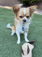 Luna, a female Chihuahua for sale in Tucson, AZ – 2 of 8
