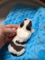 Akc Tiny Tim , a male Yorkshire Terrier for sale in Star City, IN – Photo 3 of 4