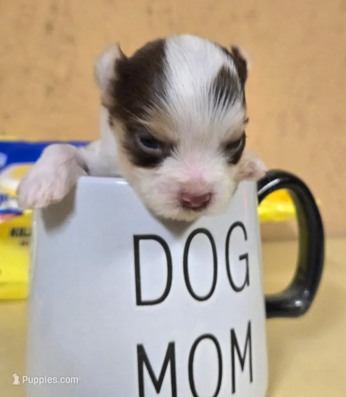 Akc Tiny Tim  – Yorkshire Terrier puppy for sale in Star City, IN