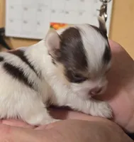 Akc Tiny Tim , a male Yorkshire Terrier for sale in Star City, IN – Photo 4 of 4