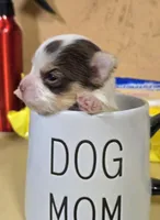 Akc Tiny Tim , a male Yorkshire Terrier for sale in Star City, IN – Photo 2 of 4