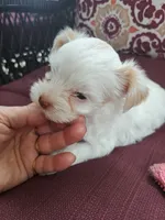 Akc Ivory , a female Yorkshire Terrier for sale in Star City, IN – 3 of 5