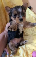 Akc Luna, a female Yorkshire Terrier for sale in Star City, IN – 4 of 4