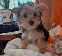 Akc Luna, a female Yorkshire Terrier for sale in Star City, IN – 6 of 10